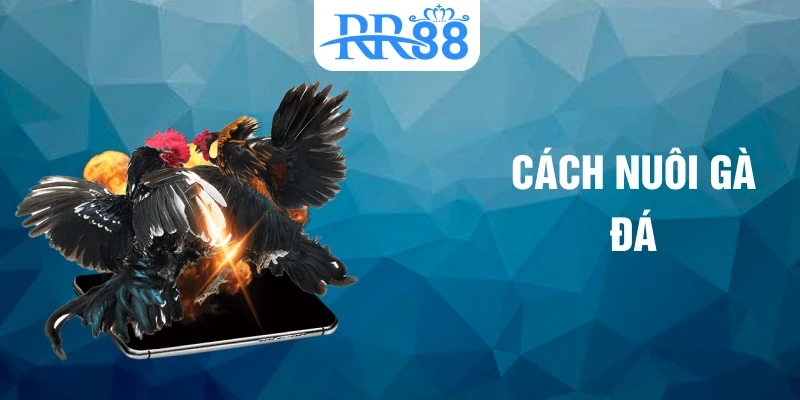 cách nuôi gà đá