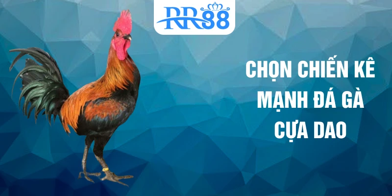 Chọn chiến kê mạnh đá gà cựa dao