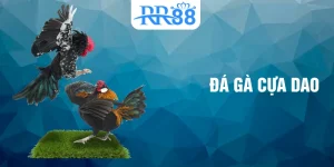 đá gà cựa dao