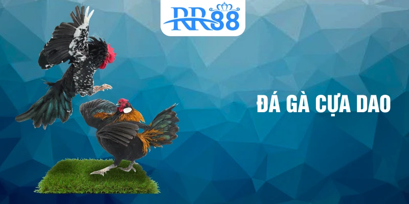 đá gà cựa dao
