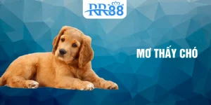 mơ thấy chó